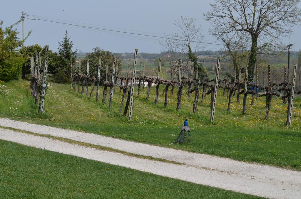 Agriturismo Dondino Cavriana ภายนอก รูปภาพ