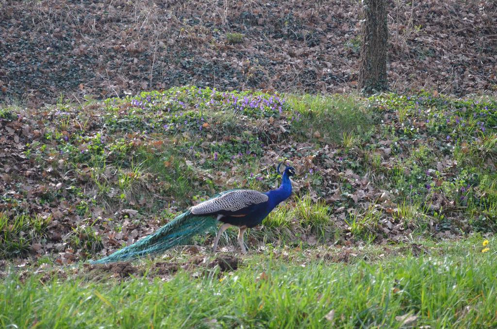 Agriturismo Dondino Cavriana ภายนอก รูปภาพ
