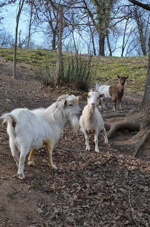 Agriturismo Dondino Cavriana ภายนอก รูปภาพ